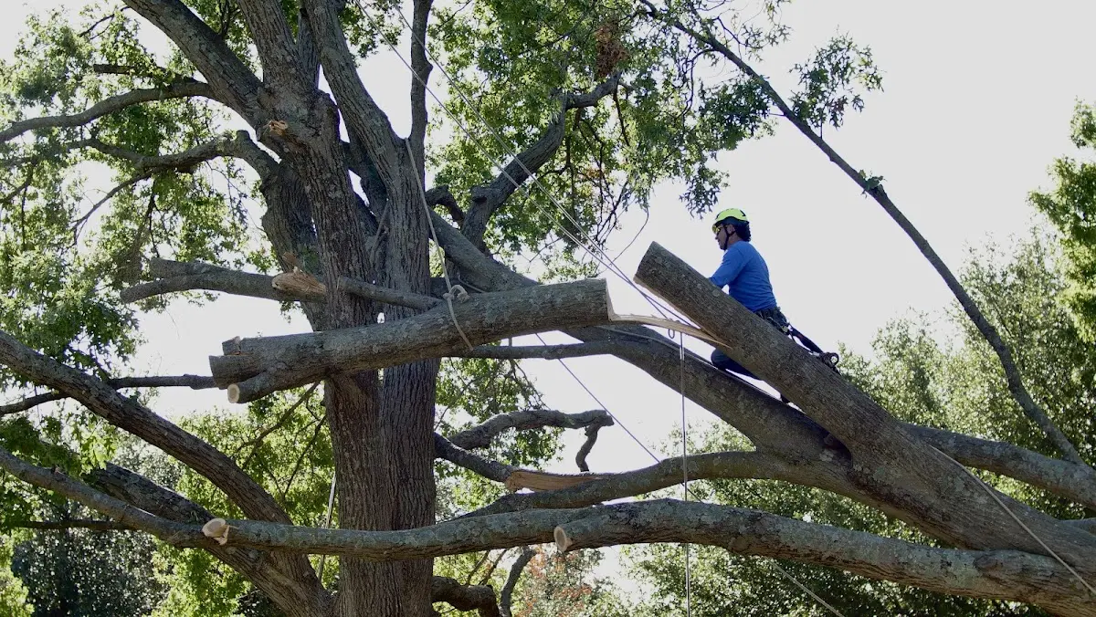 Professional Hazardous Tree Removal performed by certified arborists in Moundville