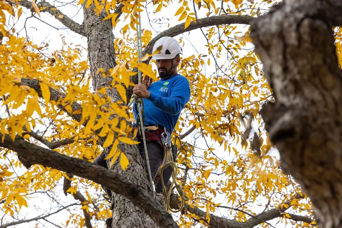 Skilled Tree Pruning crew working in Moundville